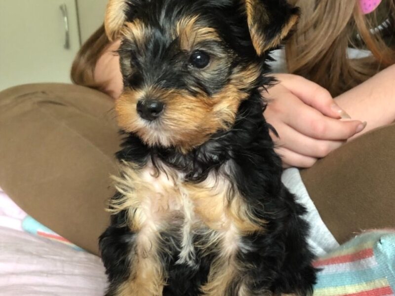 Szczeniaki Yorkshire Terriera