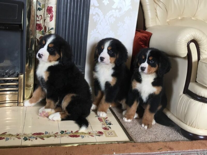 Szczeniaki berneńskiego psa pasterskiego