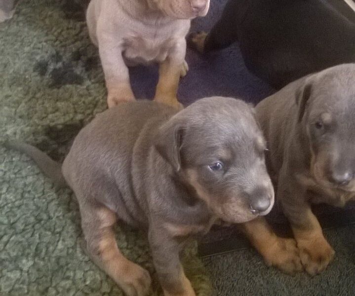 Szczeniaki dobermana