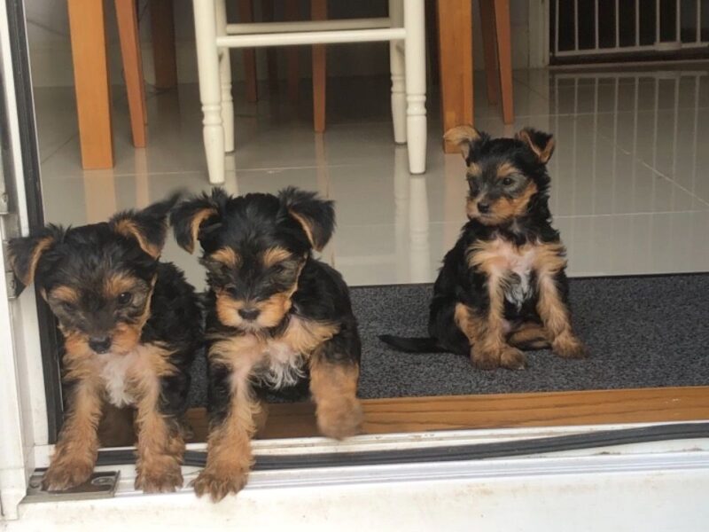 Szczeniaki Yorkshire Terriera