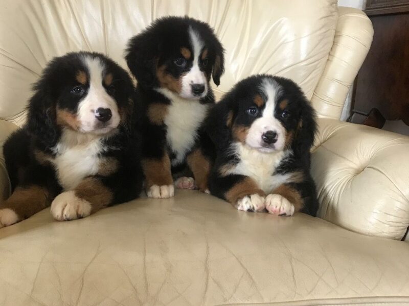 Szczeniaki berneńskiego psa pasterskiego