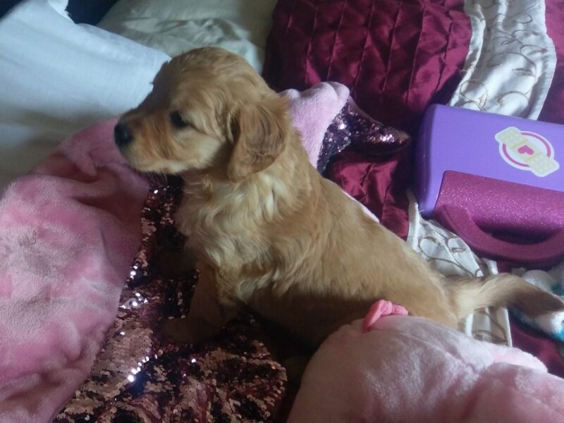 Szczenięta golden retrievera