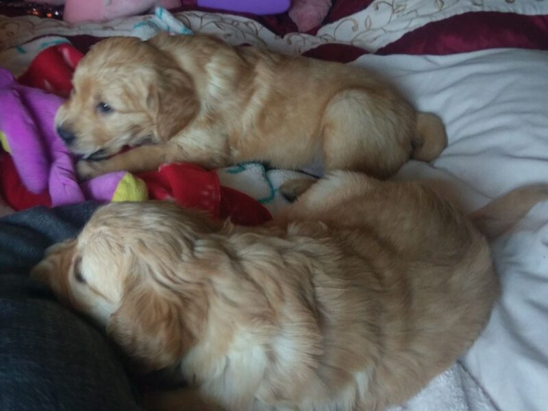 Szczenięta golden retrievera