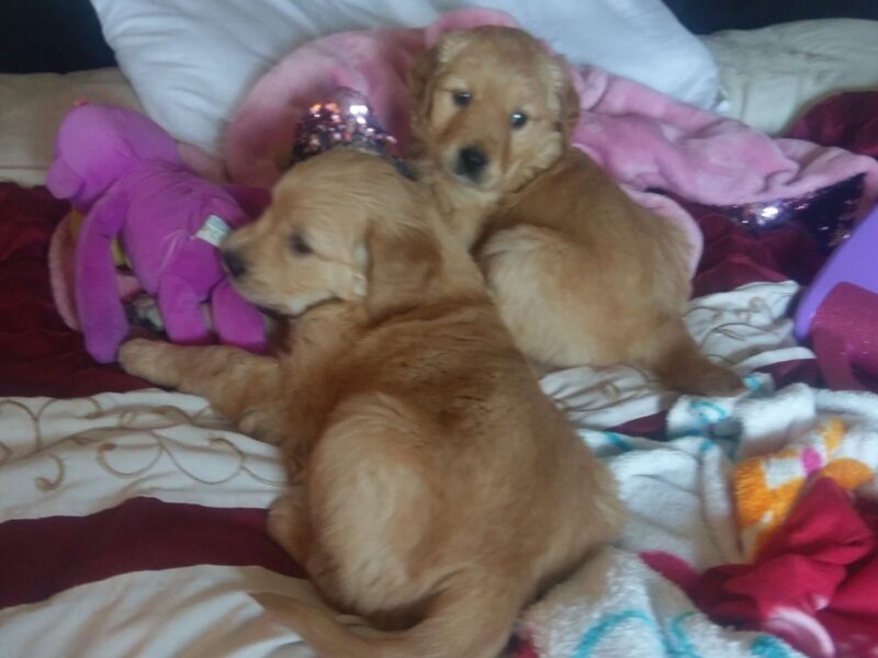 Szczenięta golden retrievera