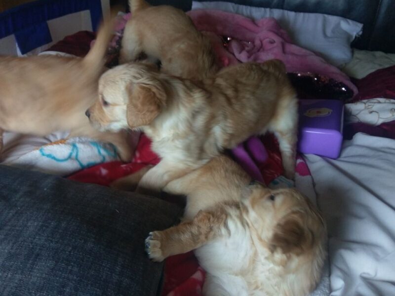 Szczenięta golden retrievera