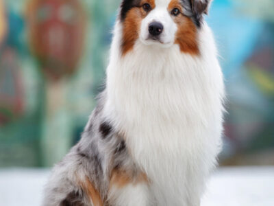 Owczarek australijski (Blue Merle ), Champion Polski Reproduktor