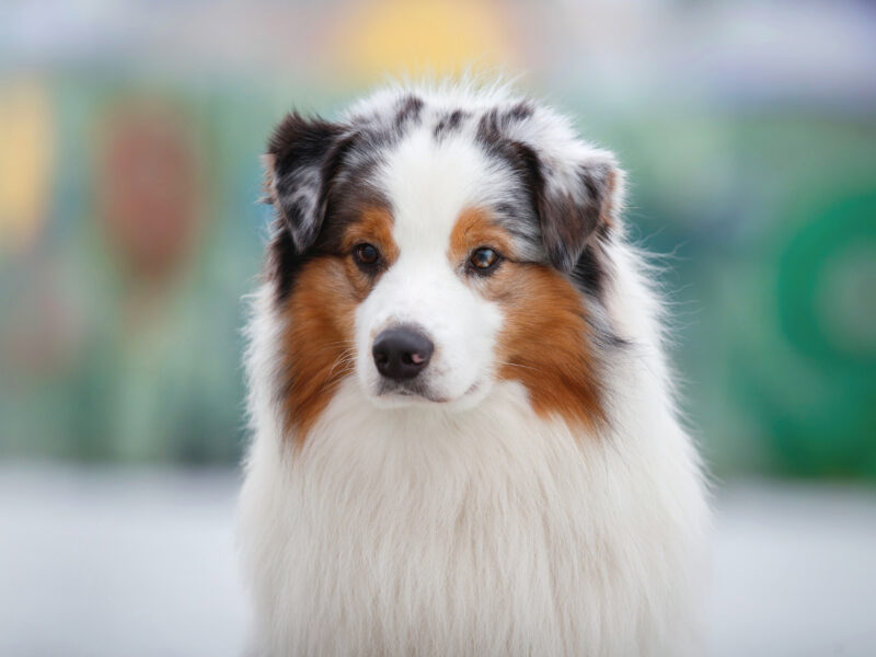 Owczarek australijski (Blue Merle ), Champion Polski Reproduktor