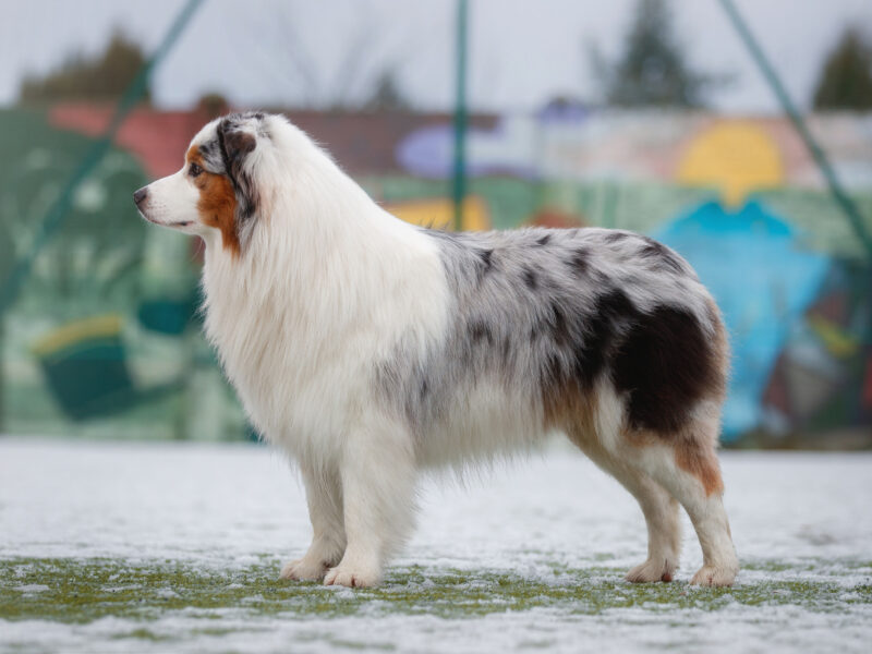 Owczarek australijski (Blue Merle ), Champion Polski Reproduktor