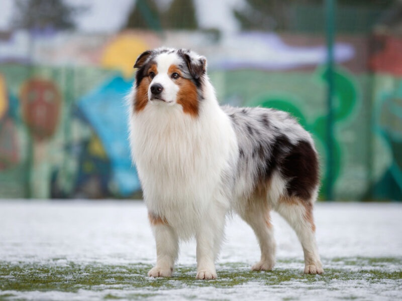 Owczarek australijski (Blue Merle ), Champion Polski Reproduktor