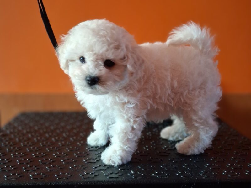 Bichon Frise szczeniaki