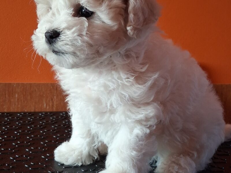 Bichon Frise szczeniaki