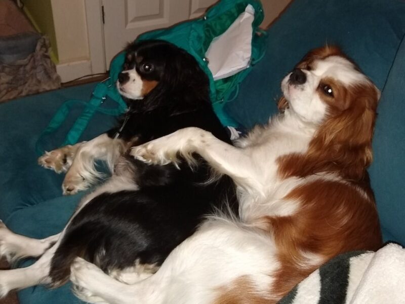 Szczenięta Cavalier King Charles Spaniel