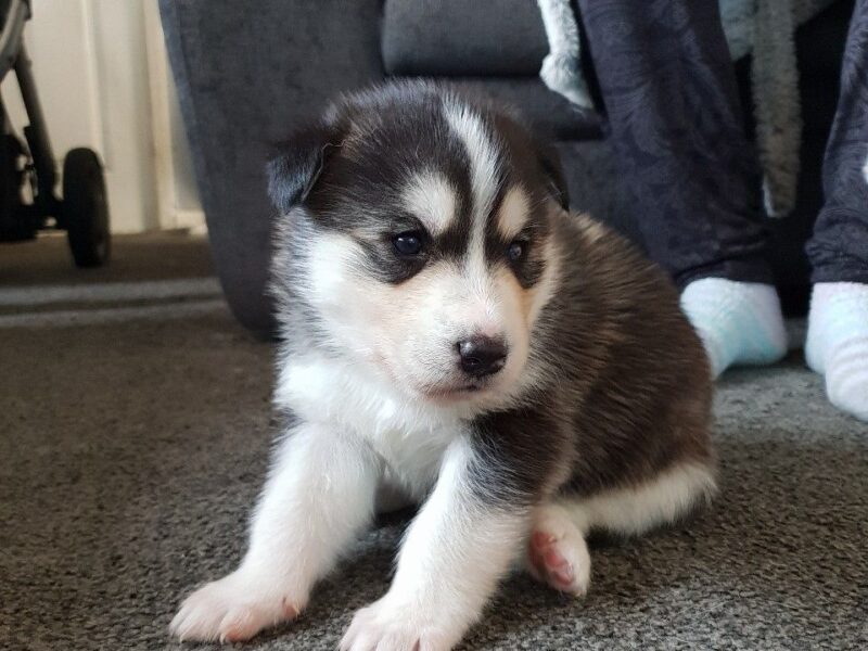 Szczeniaki Siberian Husky