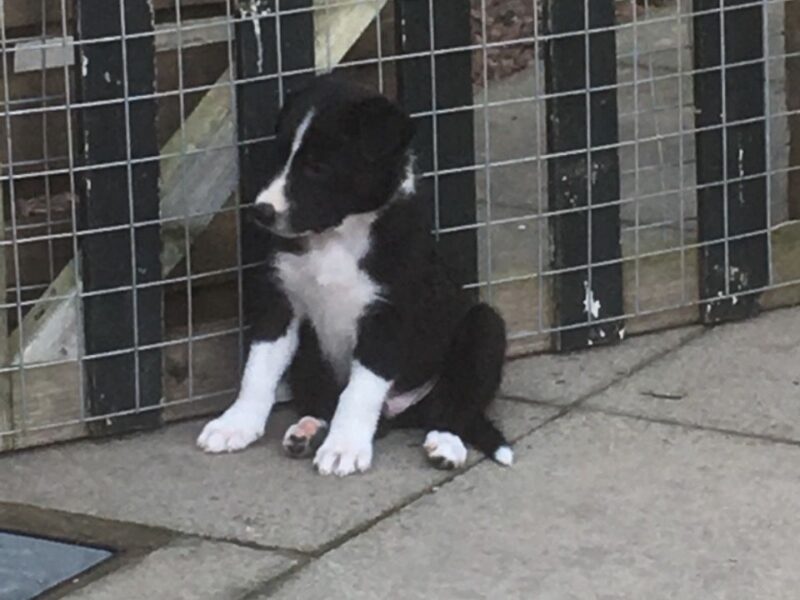 Szczeniaki Border Collie