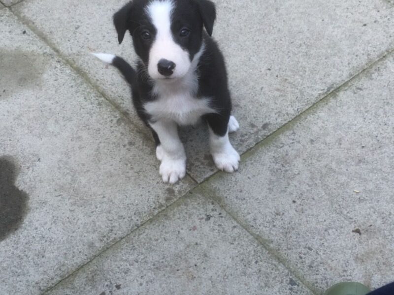 Szczeniaki Border Collie