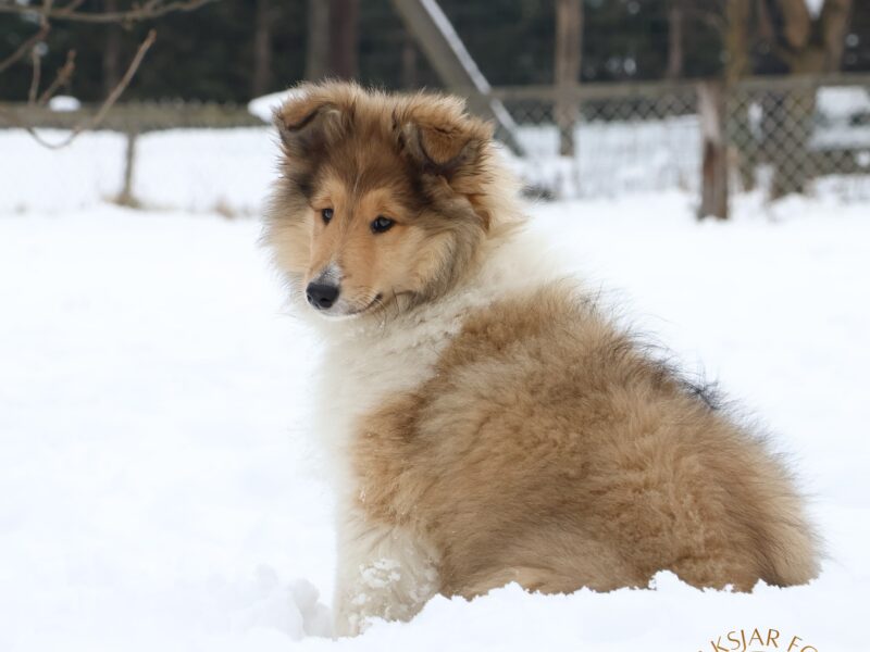 Owczarek Szkocki Długowłosy