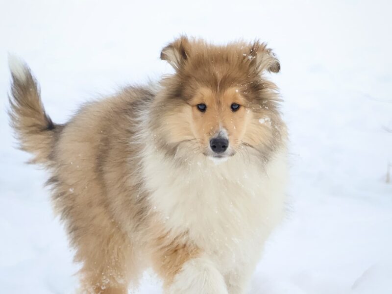 Owczarek Szkocki Długowłosy