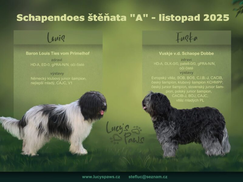 szczeniak Schapendoes z rodowodem