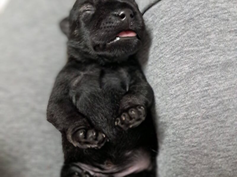 szczenięta sznaucera