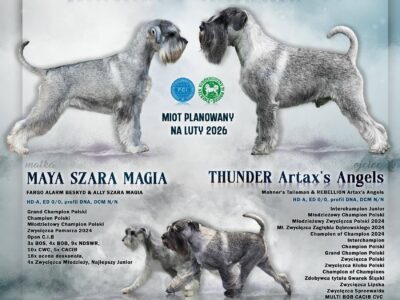 szczenięta sznaucera