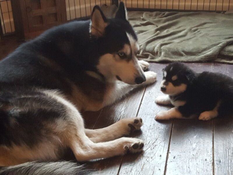 Szczenięta Alaskan Malamute
