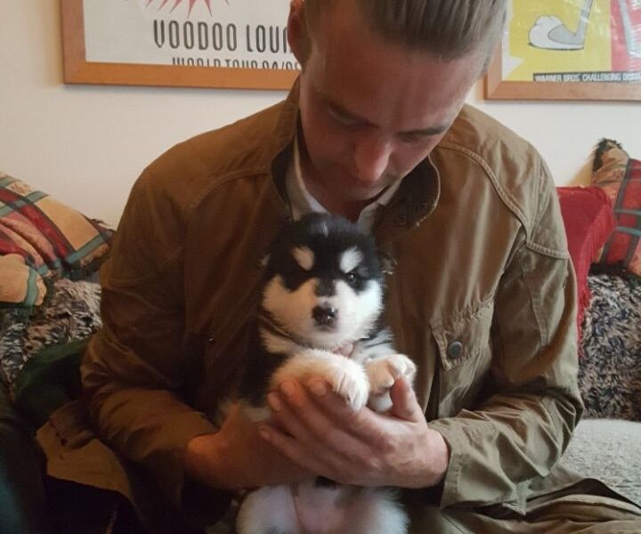 Szczenięta Alaskan Malamute