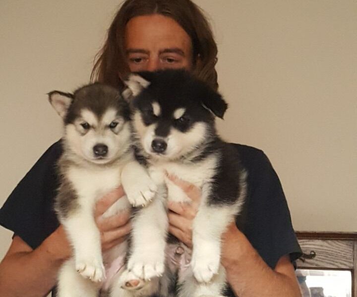 Szczenięta Alaskan Malamute
