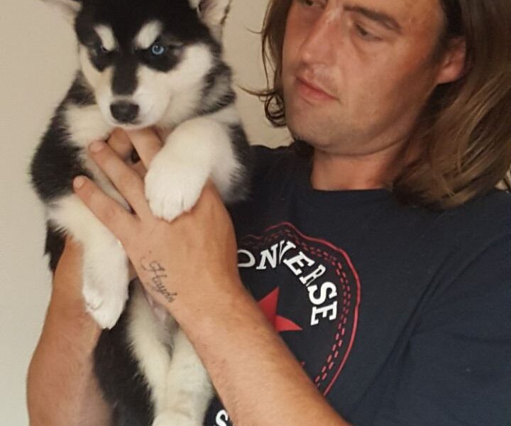 Szczenięta Alaskan Malamute