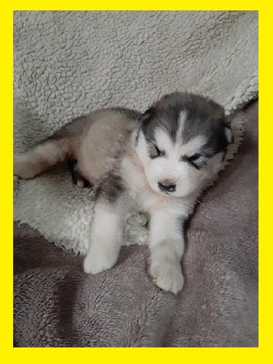 Szczenięta Alaskan Malamute