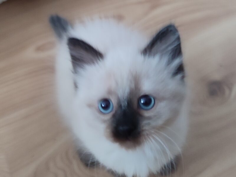 Alice Dumka Pl śliczne kocięta syberyjskie neva masquerade