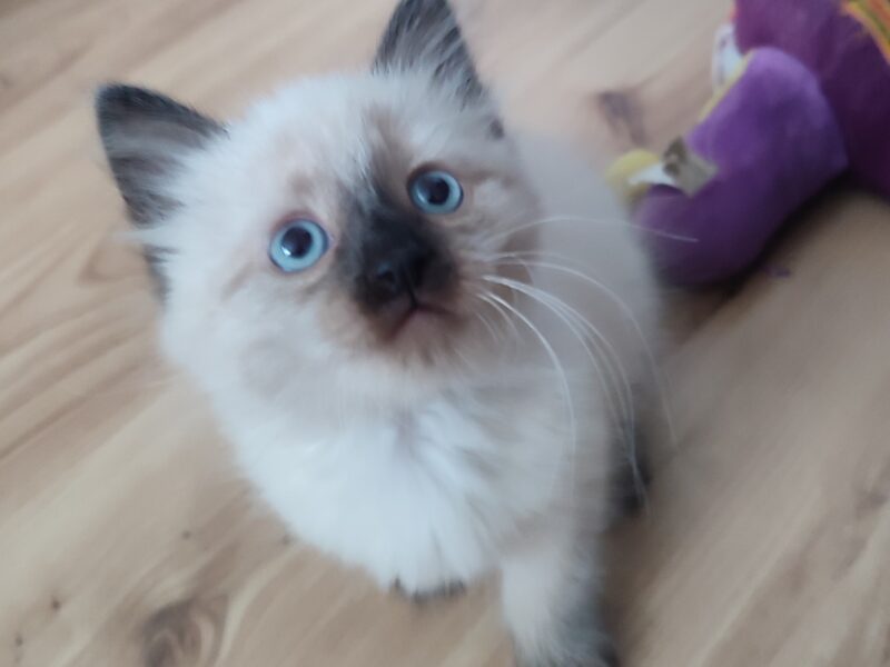 Alice Dumka Pl śliczne kocięta syberyjskie neva masquerade