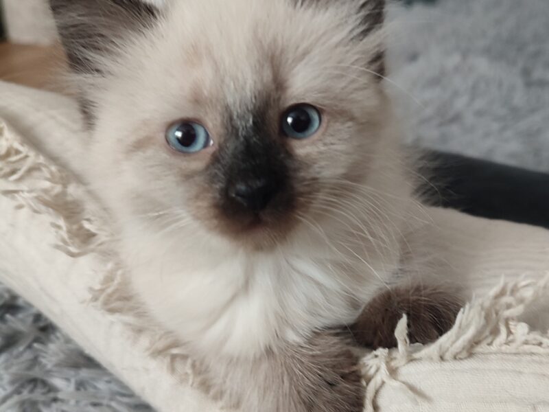 Alice Dumka Pl śliczne kocięta syberyjskie neva masquerade