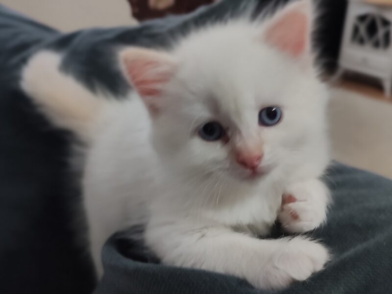 Ancymon Dumka PL kocięta syberyjskie neva masquerade kocurek red