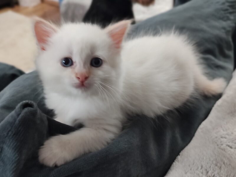 Ancymon Dumka PL kocięta syberyjskie neva masquerade kocurek red