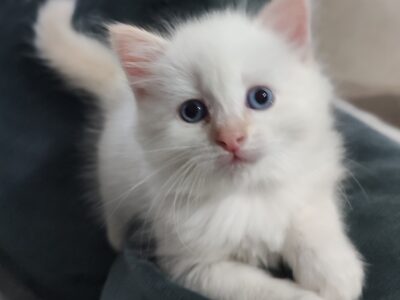 Ancymon Dumka PL kocięta syberyjskie neva masquerade kocurek red