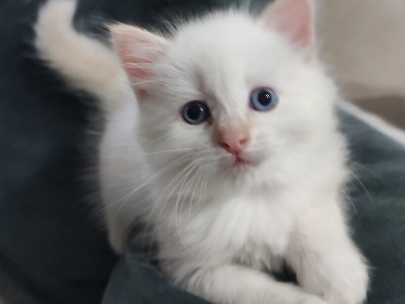 Ancymon Dumka PL kocięta syberyjskie neva masquerade kocurek red