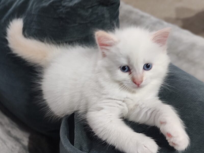 Ancymon Dumka PL kocięta syberyjskie neva masquerade kocurek red