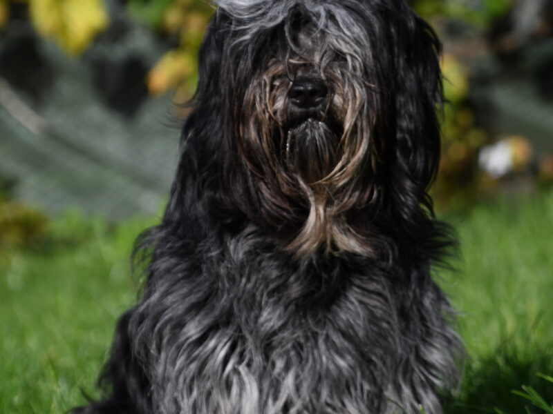 szczeniak Schapendoes z rodowodem