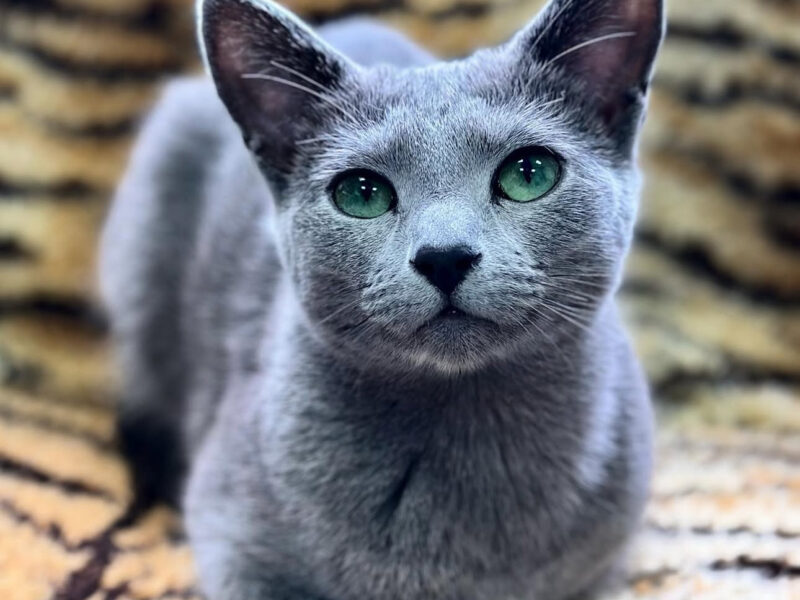 Kotka w wersji hodowlanej