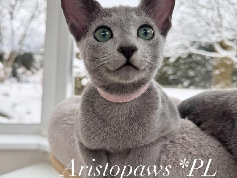 Kotka w wersji hodowlanej