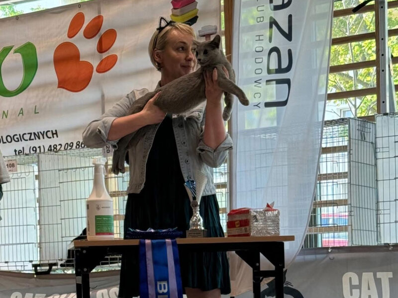 Kotka w wersji hodowlanej