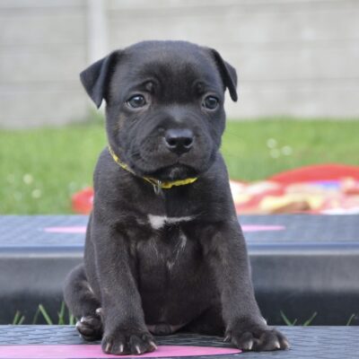 Hanyskie Czorty (FCI)