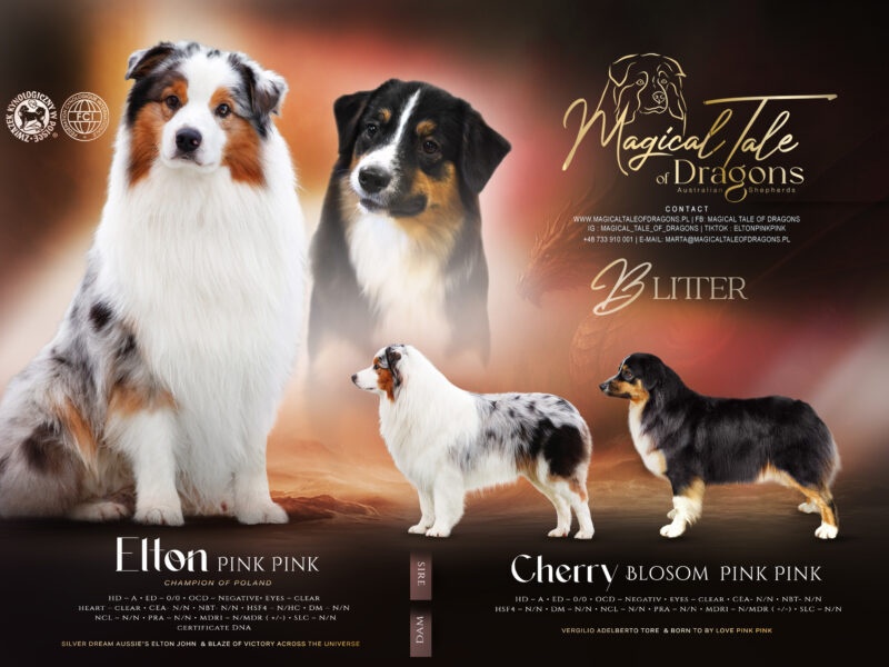 Owczarek australijski suczka Black Tri Be My Angel Eyes