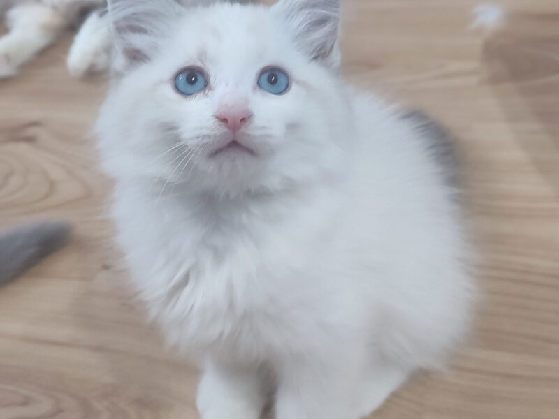 ZAZU Dumka PL śliczny kocurek syberyjski neva masquerade