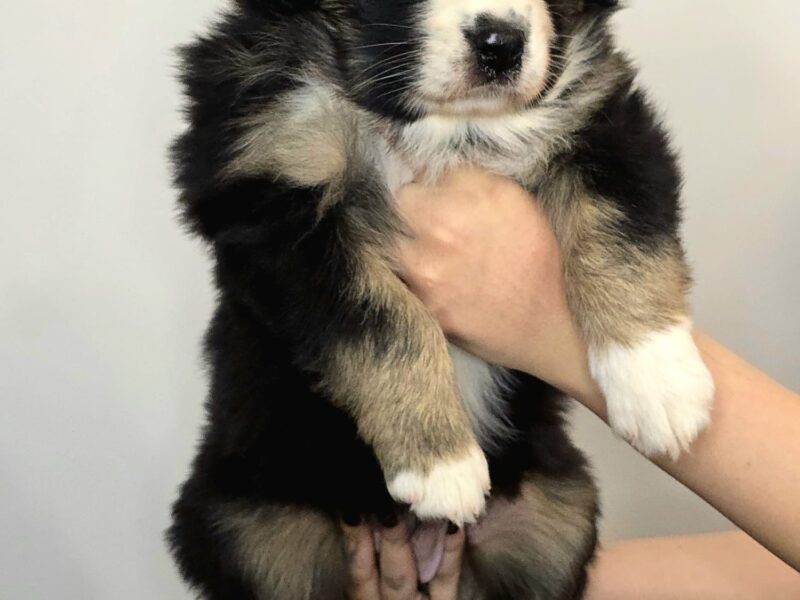 Owczarek australijski suczka Black tri Be My Secret Wish