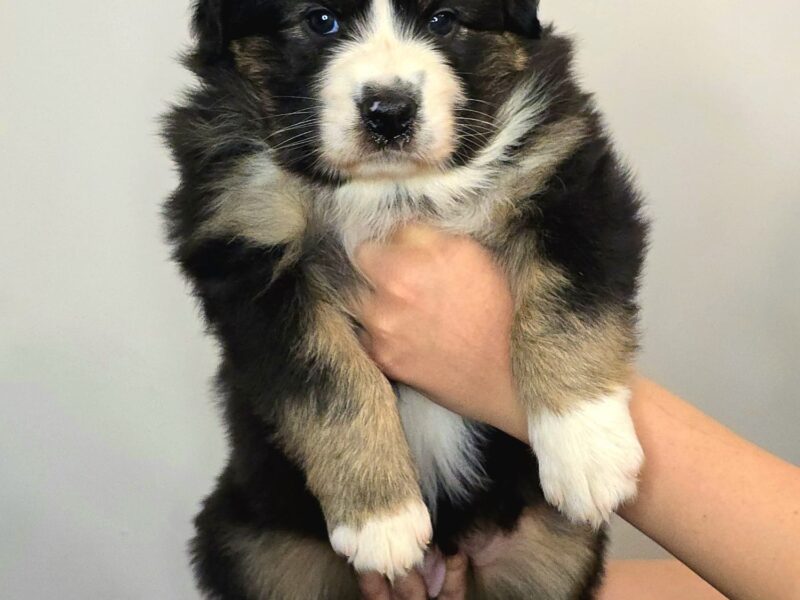 Owczarek australijski suczka Black tri Be My Secret Wish