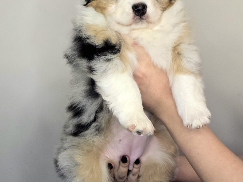 Owczarek Australijski suczka blue merle