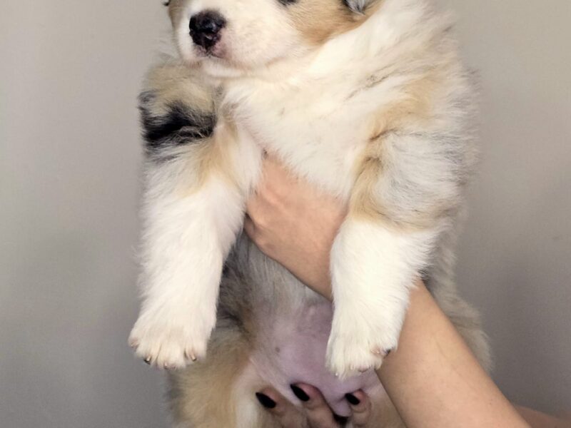 Owczarek Australijski suczka blue merle