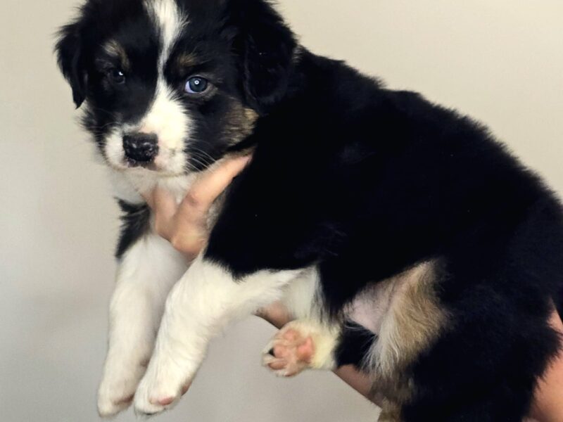 Owczarek australijski suczka Black Tri Be My Angel Eyes