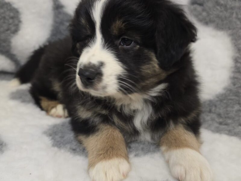 Owczarek australijski suczka Black tri Be My Secret Wish